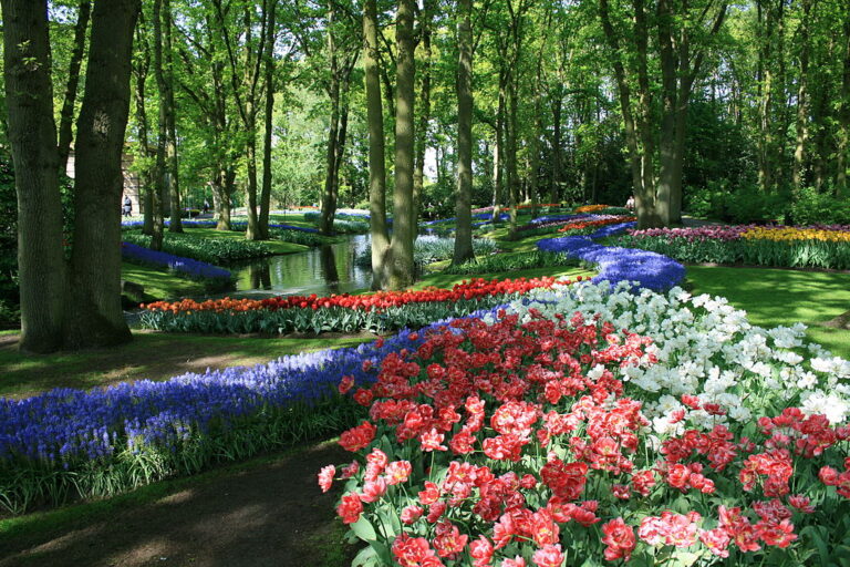 1024px-Keukenhof_340