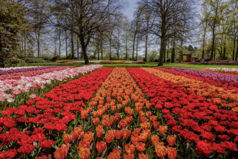 Keukenhof-06-05-2020-02-1024x683