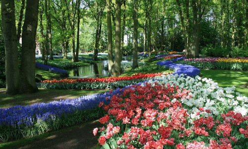 1024px-Keukenhof_340