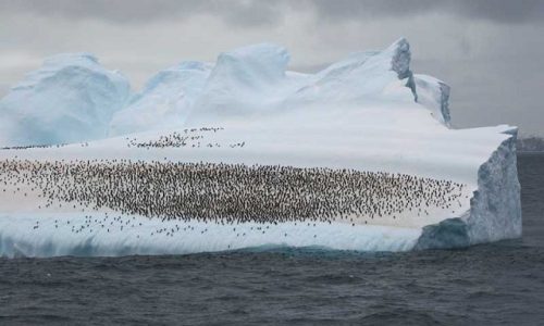 16penguinstrewnicebergantarcticpeninsula