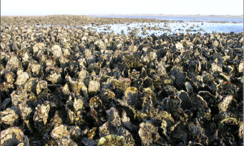 Dense-Pacific-oyster-reef-in-the-Lister-Deep-Schleswig-Holstein